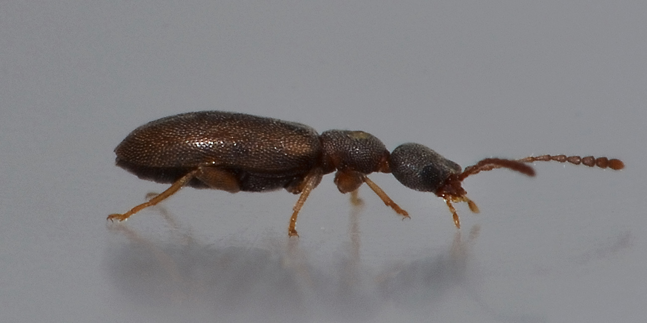 Anthicidae:   Endomia tenuicollis